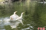 宿州吉林：罕见白鸬鹚连续两年“故地重游”